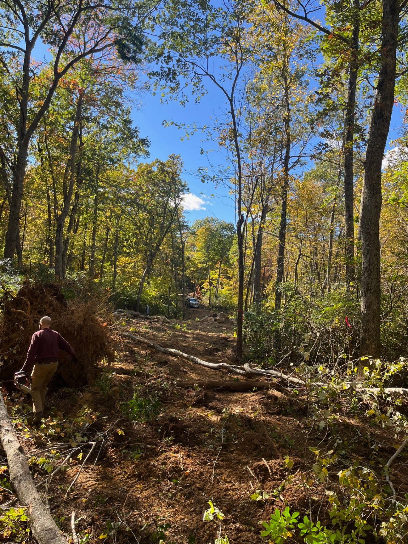 Tree removal and land clearing